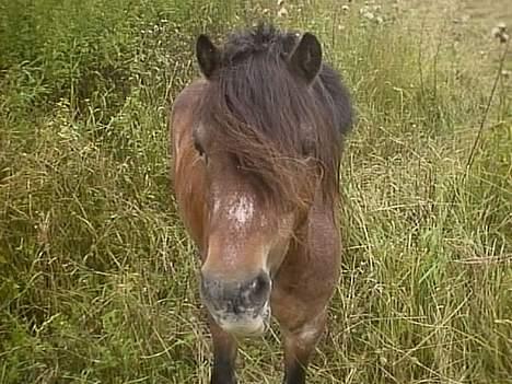 Anden særlig race Marie † 2005 † - Det er skønherligt med noget græs. billede 3