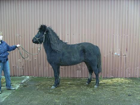 Islænder Baldur *SOLGT* - Opstilling... Ligner han ik en korthalset Lama? billede 7