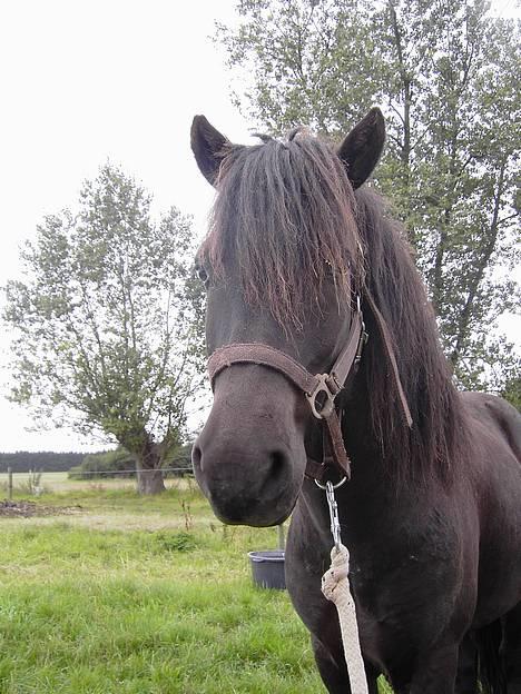 Islænder Baldur *SOLGT* - Se hvor voksen jeg er blevet at se på synes han at tænke billede 4
