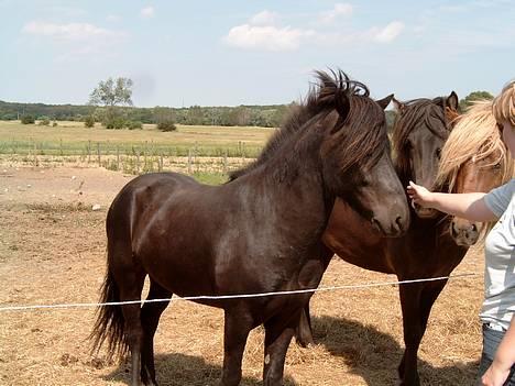 Islænder Baldur *SOLGT* - Høj sommer og flot blank hest billede 3