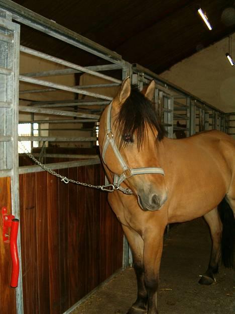 Anden særlig race Robin Hood - Det er det bedste der er blevet taget af rOBIN er han ik bar skøn billede 1