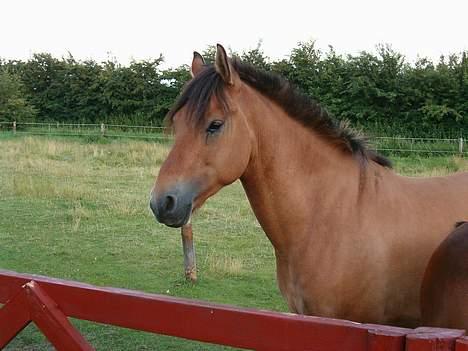 Anden særlig race Robin Hood - Han har li fået øje på en hund hehe billede 2