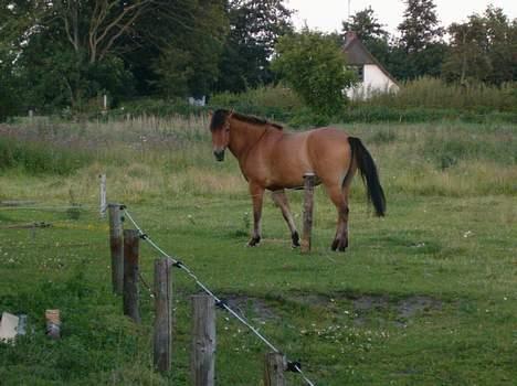 Anden særlig race Robin Hood billede 3