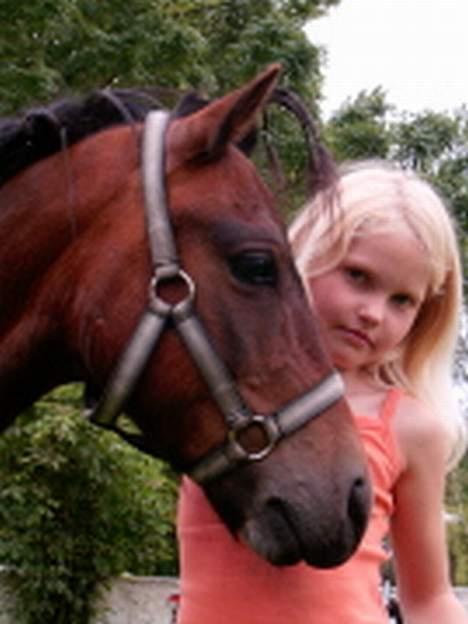 Dartmoor Edermann ronda/mickey -  mickey er efter prins og siske ingerdal billede 2