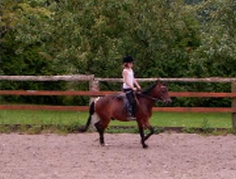 Dartmoor Edermann ronda/mickey - julie er halvpart på mickey. vi deles om alt. hun er også 9 år. billede 3