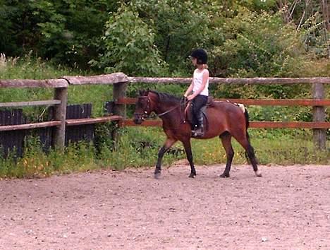 Dartmoor Edermann ronda/mickey - her skridtes varm - vigtigt for vores lille pony. billede 4