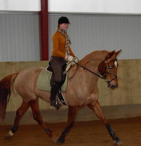 Dansk Varmblod Laura - Laura i december 2004 billede 3