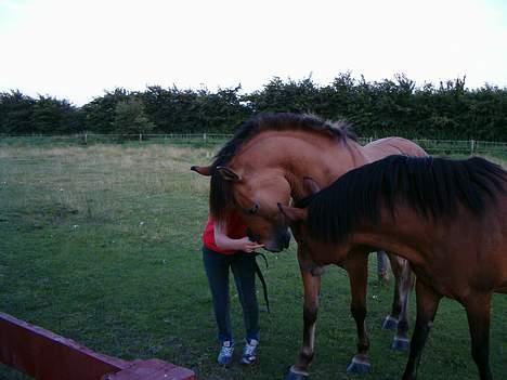 Anden særlig race Robin Hood billede 4