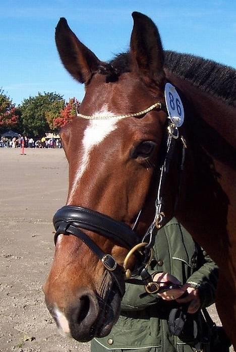 Anden særlig race Luna - Luna´s smukke hoved billede 1