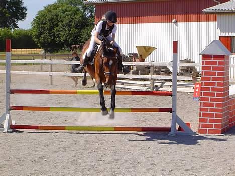 Anden særlig race Luna - Luna´s første spring stævne, rytteren er Louise billede 3