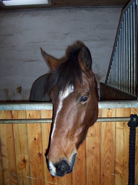 Anden særlig race Luna - Luna i sin boks billede 4