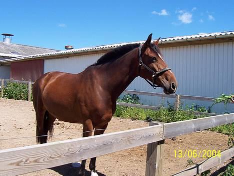 Anden særlig race Luna - Luna på luftefold inden stævne billede 8