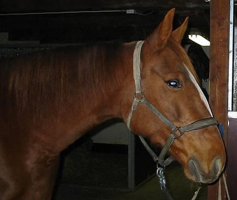 Traver Gabriella Safir - Gabriella Safir (S) billede 1