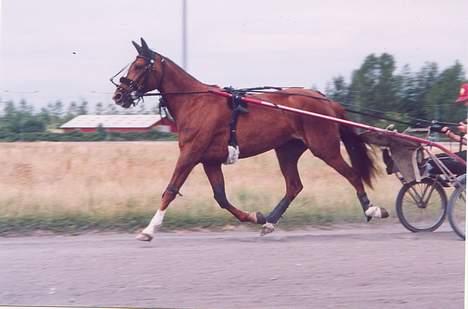 Traver Gabriella Safir - Træning på Skovbo billede 2