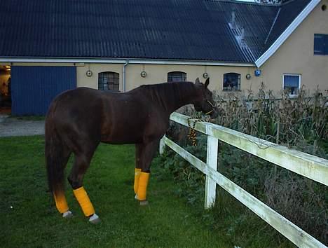 Traver Gabriella Safir - Den dag hun blev min, vi venter på transporteren. billede 3