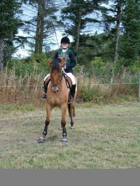 Anden særlig race Robin Hood billede 7