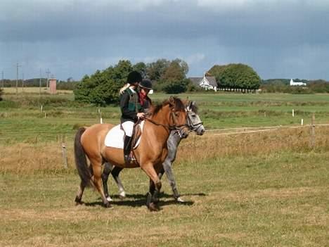 Anden særlig race Robin Hood - Opvarmning i BSR billede 8