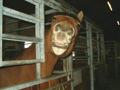 Anden særlig race Robin Hood - Robin ik drille billede 9