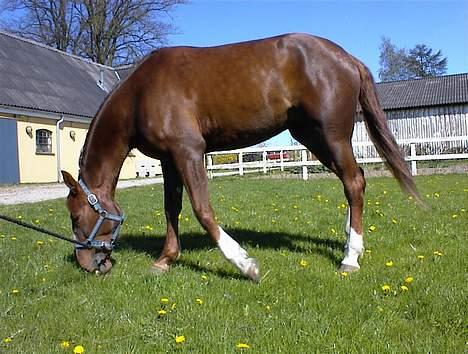 Traver Gabriella Safir - Gabri inden jeg købte hende billede 4