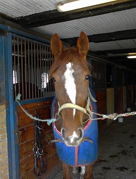 Traver Gabriella Safir - På træningsgården i Slangerup.  billede 5