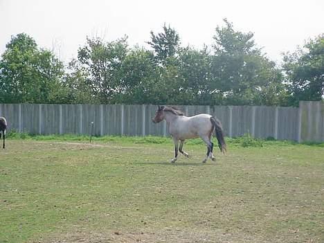 Welsh Mountain (sec A) Mille billede 3