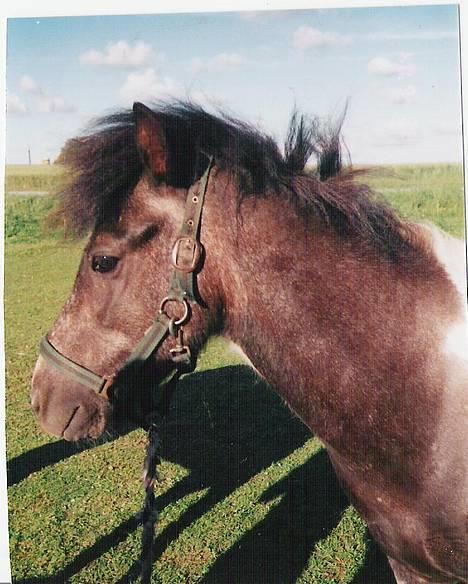 Islænder Fifi fra Vium billede 2