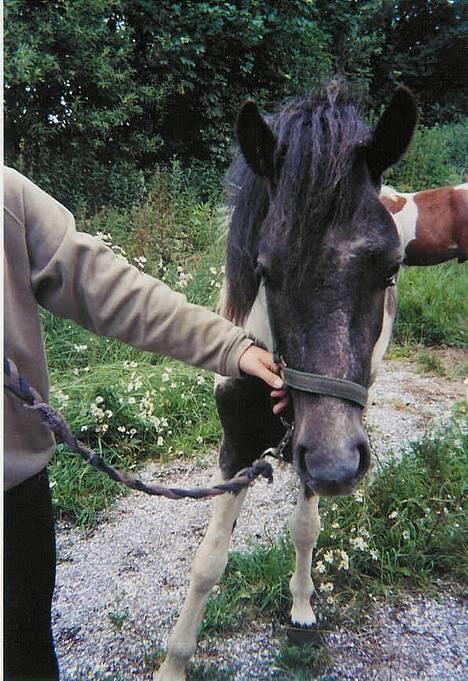 Islænder Fifi fra Vium - Her står Simone Ø og holder Fifi.. Simone Ø har 3 heste herinde.. Den ene af dem er Fifi´s mor (: billede 3