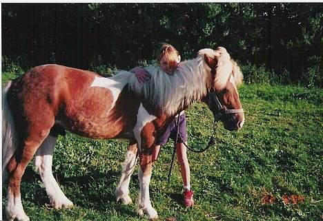 Islænder Skeifa fra Vium billede 2