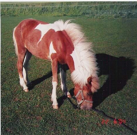 Islænder Skeifa fra Vium - Mmm mums.. billede 3