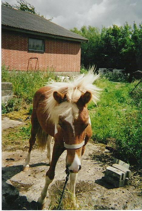 Islænder Skeifa fra Vium billede 4