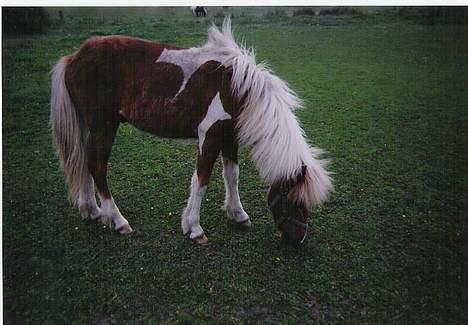 Islænder Skeifa fra Vium billede 5