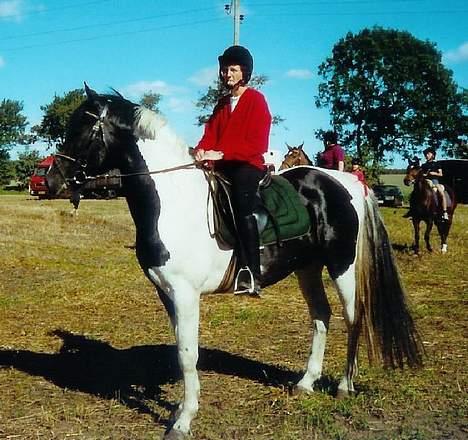 Pinto Tajhs billede 1