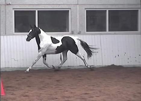 Pinto Tajhs billede 3