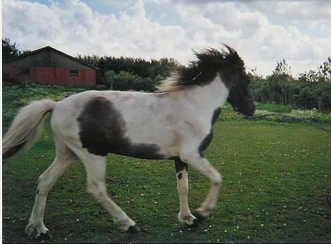 Islænder Fifi fra Vium - Her kommer jeg ! billede 4