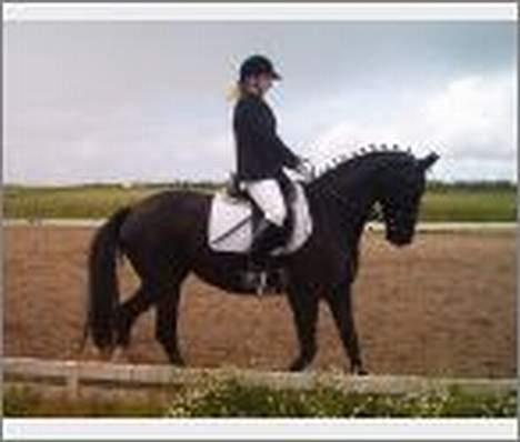 Dansk Varmblod Scarlet - Her er vi lige til stævne... billede 1