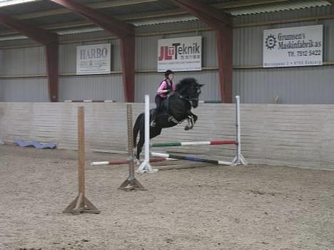 Dansk Varmblod Scarlet - Scarlet og josefine i spring... weee som det går.. :-) billede 4