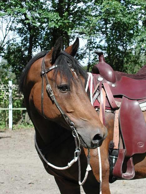 Anden særlig race Casino *himmel hest* - Casino står nysgerrigt og kigger billede 1