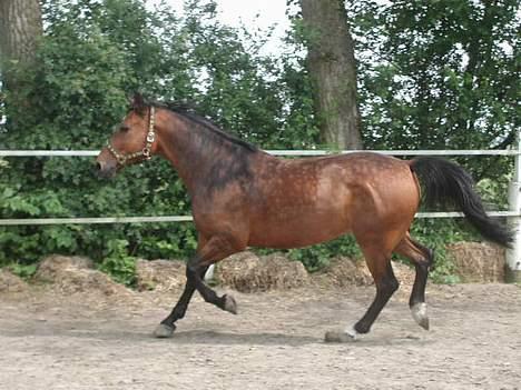 Anden særlig race Casino *himmel hest* - fuld fart over feltet billede 2