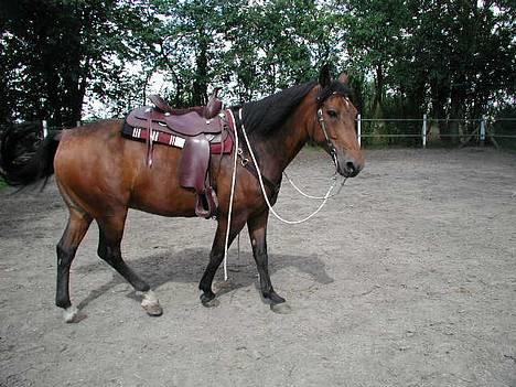 Anden særlig race Casino *himmel hest* billede 3