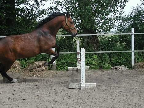 Anden særlig race Casino *himmel hest* billede 4