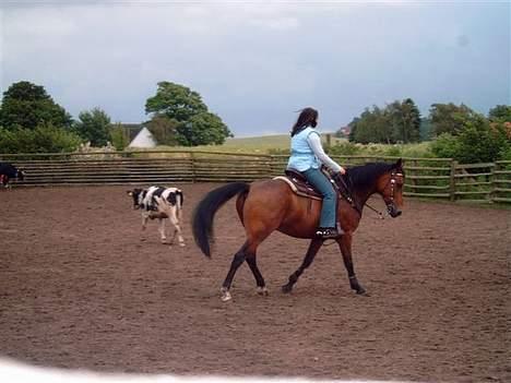 Anden særlig race Casino *himmel hest* - Her er vi så til kvæg Clinic  billede 5