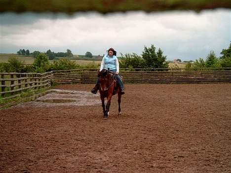 Anden særlig race Casino *himmel hest* - lidt meger kvæg træning billede 6