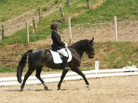 Irsk Sportspony Ardfield  Woodie - solgt  - Dressur skårup 2005 billede 2