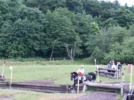 Irsk Sportspony Ardfield  Woodie - solgt  - Vandforhindring i skårup billede 5