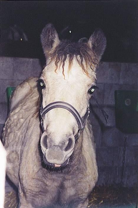 Connemara Dambæksgårds Flash Fasion - Fasion da hun er 6måneder! billede 4