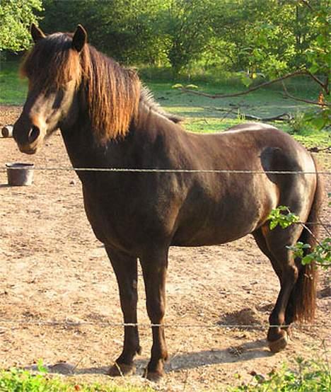 Islænder Toppur fra Fortvadbjerg billede 4