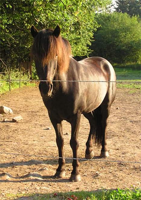 Islænder Toppur fra Fortvadbjerg - Toppur kommer når jeg kalder, og han er altid klar til en frisk ridetur. billede 6