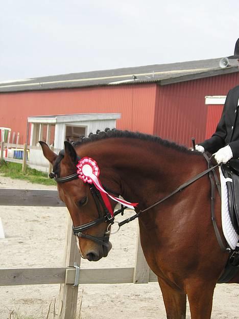 Anden særlig race Dejlige Lucky ! - Lucky (og mig) til Stævne d. 18/9-04 i KRK. Det var en LC2 vi vandt med 9 startende... ihh, hvor er jeg dog dygtig  står den dejlige pony og tænker... billede 3