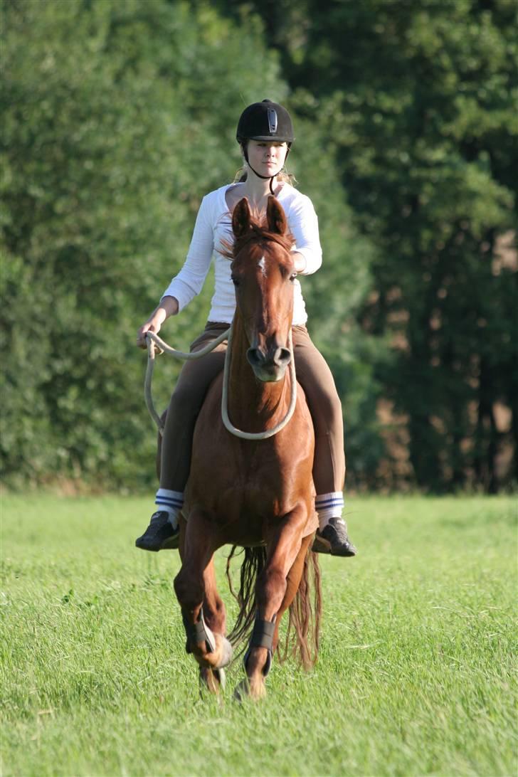 Frederiksborg Linse Aunsbjerg  - En galop på marken :)        Sensommer 2007 billede 2