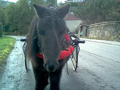 Shetlænder Lill-Patrik (solgt) - Ehm? Fotogen eller? billede 3